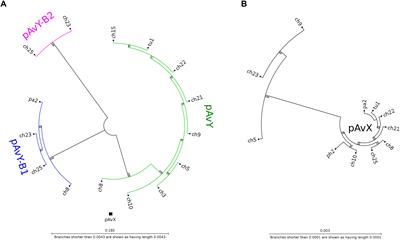 Prevalence of Antibiotic and Heavy Metal Resistance Determinants and Virulence-Related Genetic Elements in Plasmids of Staphylococcus aureus